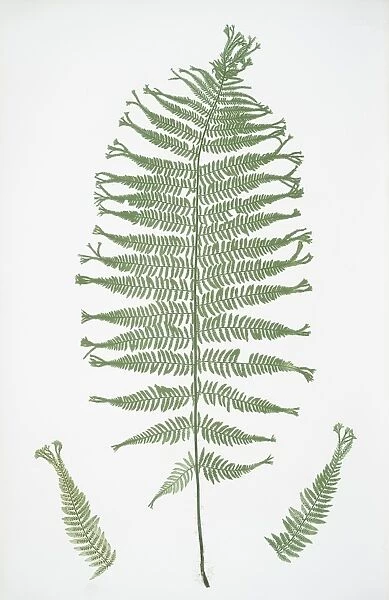 Athyrium Filix-foemina multifidum. The lady fern, Bradbury, Henry Riley (1821-1887)