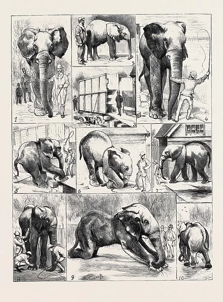 The Attempted Removal of jumbo from the Zoological Gardens: 1