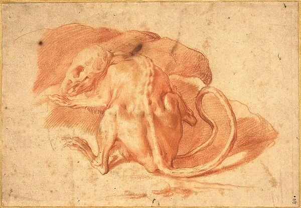 Attributed to Parmigianino, Italian (1503-1540), A Skinned Rat, red chalk on laid paper