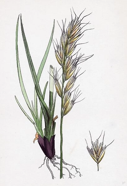 Avena pratensis, var. alpina; Glabrous Oat-grass, var. B