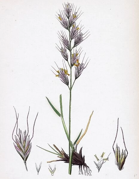 Avena pratensis, var. genuina; Glabrous Oat-grass, var. a