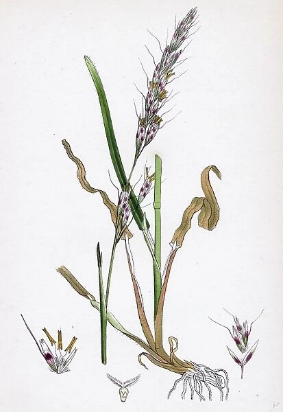 Avena pubescens; Downy Oat-grass