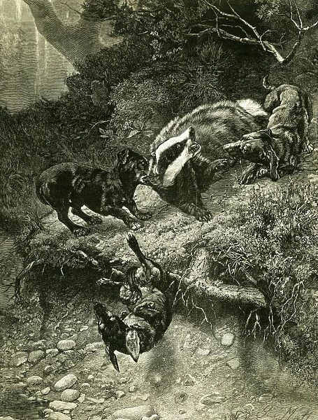 badger, 1891, hunting, hunt, field, activity, competition, exercise, game, recreation