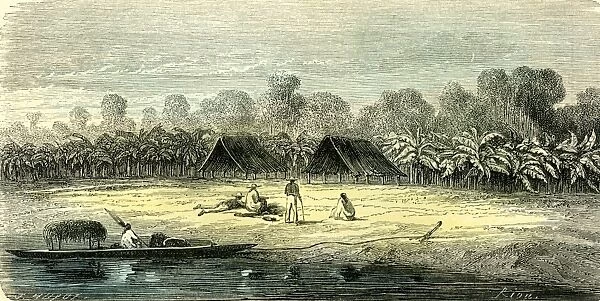 banana trees, 1869, la case aux bananiers, peru, south America, vintage, old print