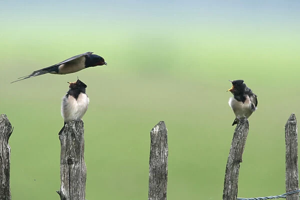 Barn Swallow adult in flight above two begging young Netherlands, Hirundo rustica