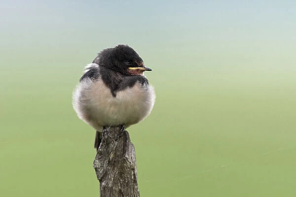 Barn Swallow immature resting on wooden pole Netherlands, Hirundo rustica