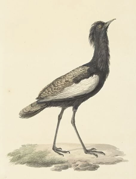 A bird standing ground walker runner birds Pieter Pietersz