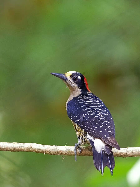 Black-cheeked Woodpecker perched on a branch, Melanerpes pucherani
