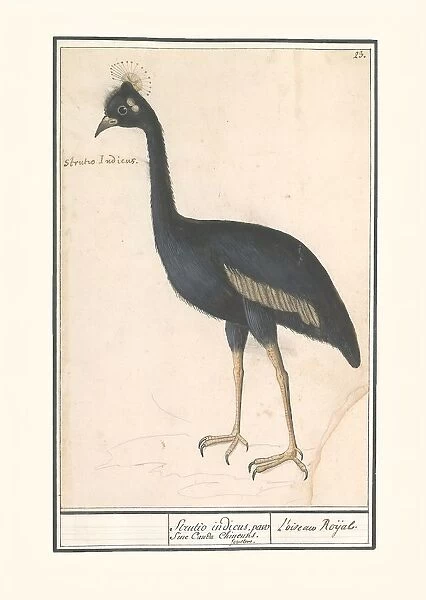 Black crowned crane Balearica pavonina Strutio indicus
