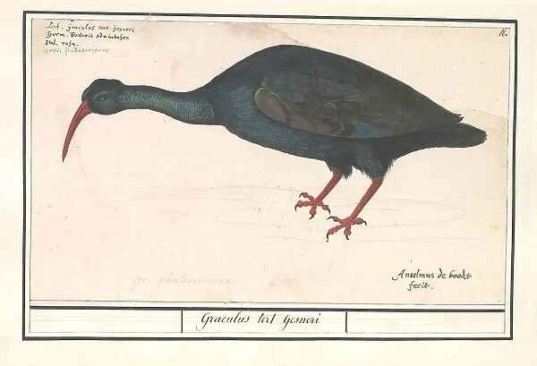 Black ibis Plegadis falcinellus Graculus tert Gesneri