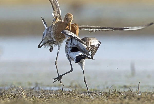Black-tailed Godwits fighting, Limosa limosa