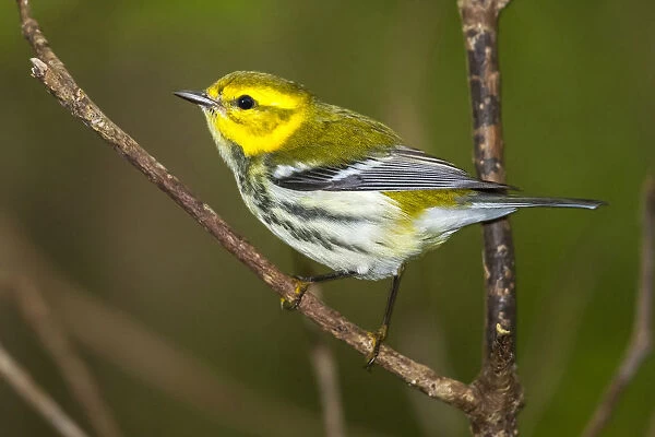 Black-throated Green Warbler, Dendroica virens The second this year for Corvo, Azores and only third for Corvo ever