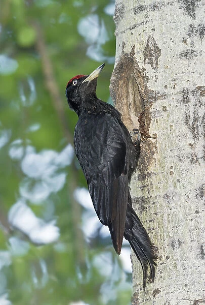 Black Woodpecker, Dryocopus martius, Italy