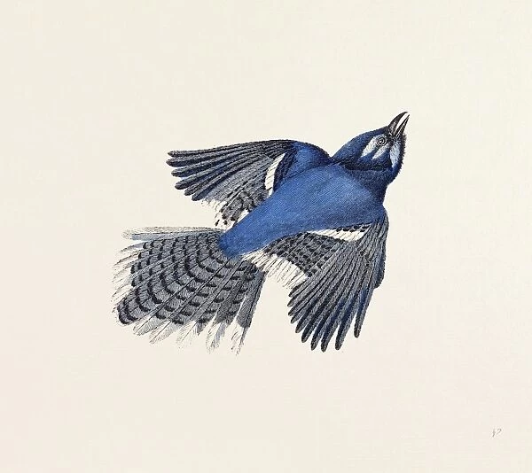 Blue Jay, bird, nineteenth century engraving, engraved image, history, illustrative technique