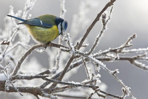 Blue Tit perched on branches with snow, Netherlands