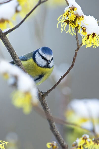 Blue Tit sitting on branch with yellow, flowers and snow, Netherlands