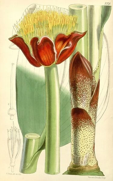 Botanical Print by Walter Hood Fitch 1817 a 1892, W. H. Fitch was an botanical illustrator
