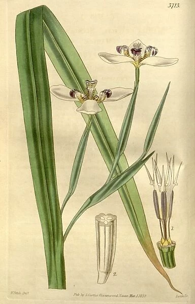 Botanical Print by Walter Hood Fitch 1817 a 1892, W. H. Fitch was an botanical illustrator