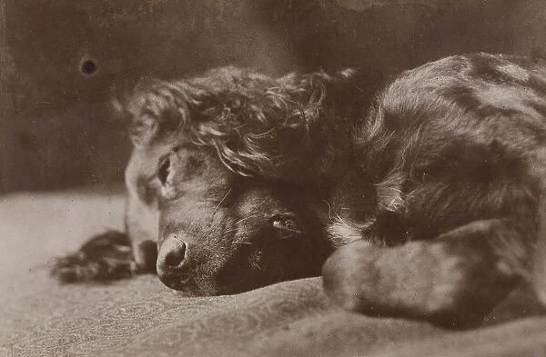 Boyce Portrait Setter Dog Thomas Eakins American