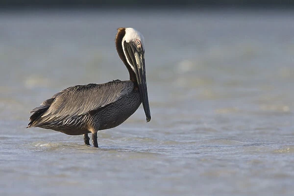 Brown Pelican standing in shallow water Mexico, Pelecanus occidentalis