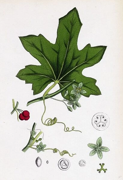 Bryonia dioica; Red-berried Bryony