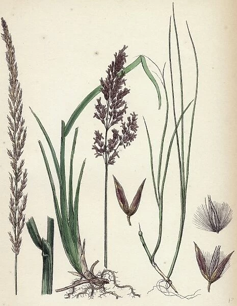 Calamagrostis stricta; Narrow Small-reed, var. a