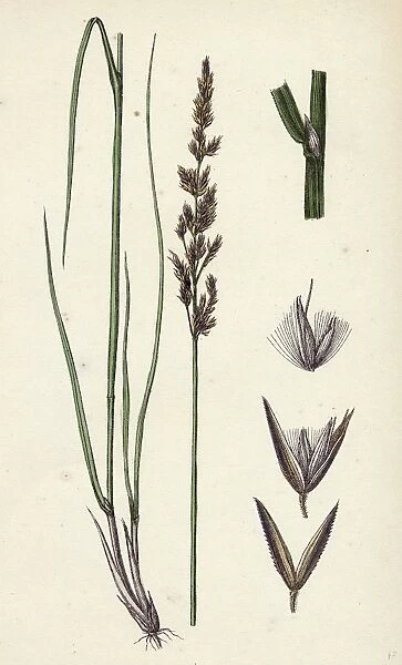 Calamagrostis stricta, var. llookeri; Narrow Small-reed, var. B