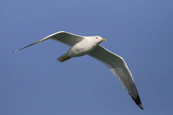 Caspian Gull, Larus cachinnans, Oman