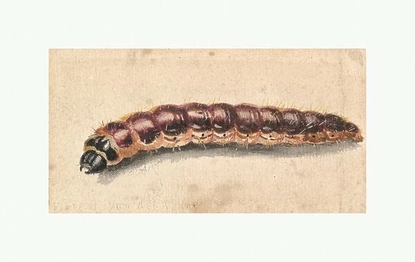 Caterpillar late 17th-early 18th century Watercolor