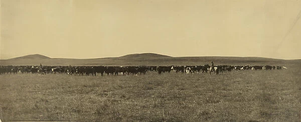 Cattle Laton Alton Huffman American 1854 1931