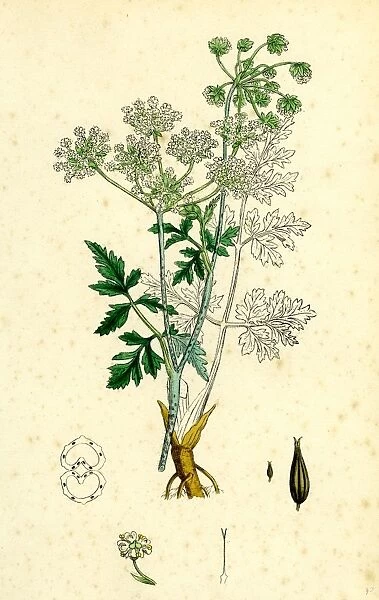 Chaerophyllum temulum; Rough Chervil