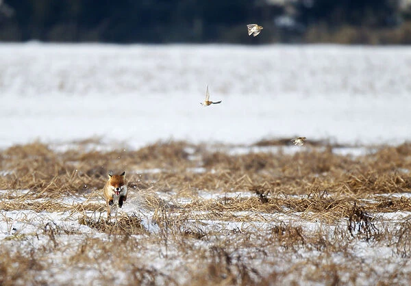 Chased Red Fox running over snowy fields and arable land while flushing, Skylarks, Netherlands
