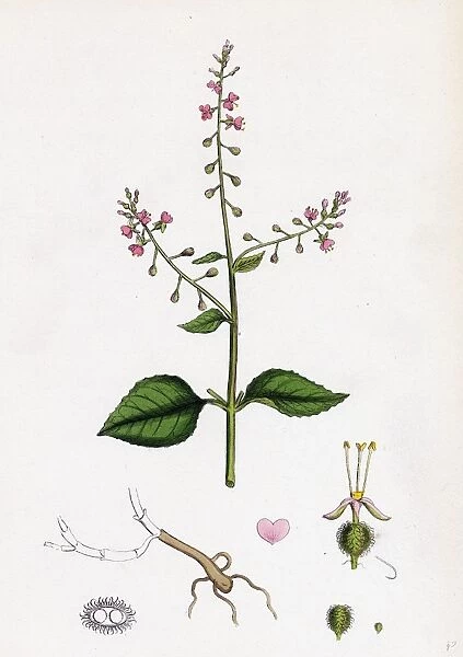 Circaea lutetiana; Common Enchanter s-Nightshade