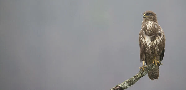 Common Buzzard perched on a branch, Buteo buteo