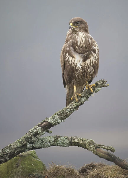Common Buzzard perched on a branch, Buteo buteo, Germany