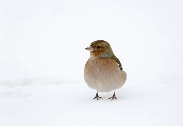 Common Chaffinch standing in complete white snowcovered arcre, field, Fringilla coelebs, Netherlands