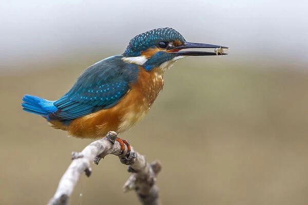 Common Kingfisher perched with prey in its beak, Alcedo atthis, Italy