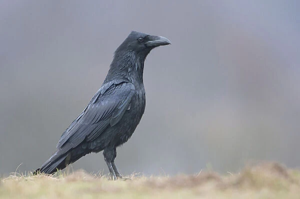 Common Raven, Germany