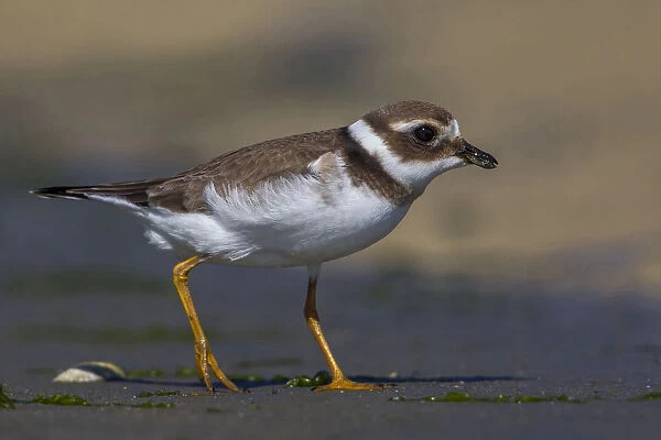Common Ringed Plover walking on the beach, Charadrius hiaticula, Italy