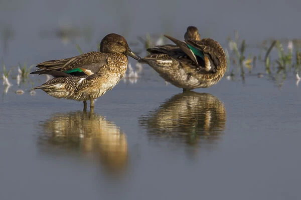 Common Teal, Italy