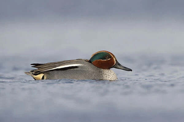 Common teal low point of view, Netherlands