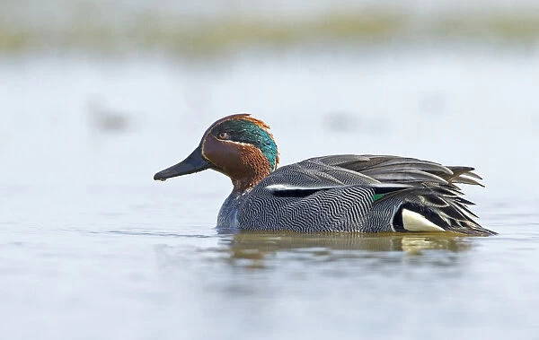 Common teal male