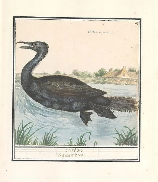 Cormorant Phalacrocorax carbo Carbon aquaticus