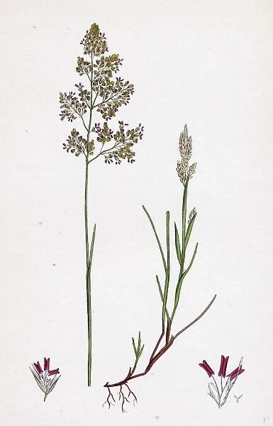 Corynephorus canescens; Grey Hair-grass