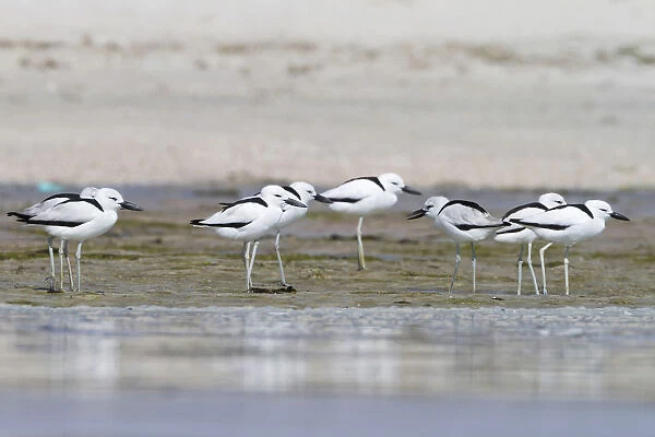 Crab Plover, Dromas ardeola, Oman, adult and 1st cy