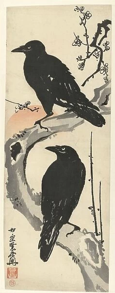 Two crows sitting branch flowering plum tree