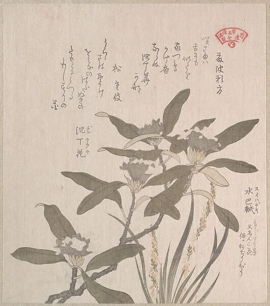 Daphne odora Mojisuri 19th century Japan Part