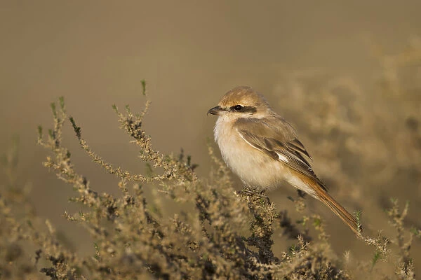 Daurian Shrike, Oman