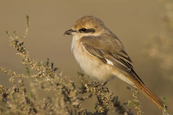 Daurian Shrike, Oman