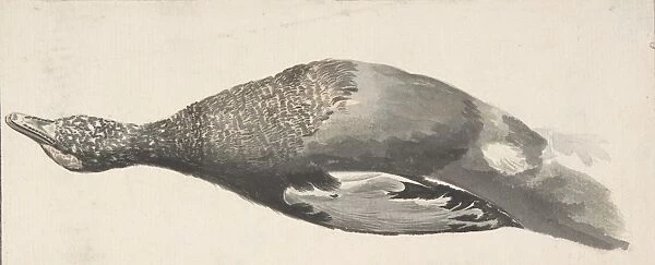 Dead Duck 1685-1755 Watercolor sheet 9 3  /  8 x 4 7  /  16